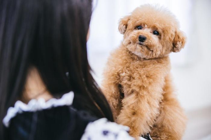 ペットの種類別、独身が結婚で考えておきたいこと